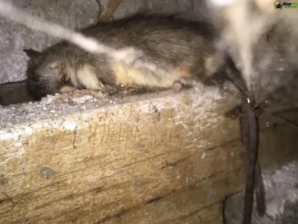 Dead Rat Removal Campbells Pocket